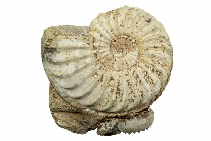 Jurassic Ammonite (Pleuroceras) Fossil Cluster - Germany #265285